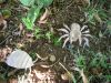 Nom du fichier=Lang_-_Tarentula_28129.JPG
Taille du fichier=710Ko
Dimensions : 2048x1536
Ajouté le : 02 Octobre 2011 Lang_-_Tarentula_28129.JPG