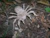 Nom du fichier=Lang_-_Tarentula_28329.JPG
Taille du fichier=643Ko
Dimensions : 2048x1536
Ajouté le : 02 Octobre 2011 Lang_-_Tarentula_28329.JPG
