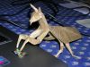 Nom du fichier=Lang_Mantis.JPG
Taille du fichier=68Ko
Dimensions : 640x480
Ajouté le : 28 Mai 2008 Lang_Mantis.JPG