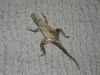 Nom du fichier=Lezard_Lang_(3).JPG
Taille du fichier=66Ko
Dimensions : 640x480
Ajouté le : 11 Septembre 2008 Lezard_Lang_(3).JPG