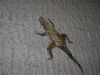 Lezard_Lang_(7).JPG