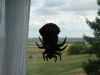 Nom du fichier=Orb_Weaver.jpg
Taille du fichier=44Ko
Dimensions : 640x480
Ajouté le : 11 Septembre 2008 Orb_Weaver.jpg
