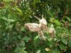 R_J__Lang_-_Mantis_28529.JPG