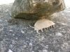 R_J__Lang_-_Pillbug.jpg