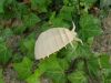 R_J__Lang_-_Pillbug_28129.JPG