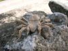 R_J__Lang_-_tarentula.jpg