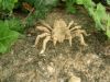R_J__Lang_-_tarentula_28129.JPG