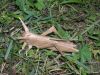 R__Lang_-_Locust_28329.JPG
