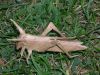 R__Lang_-_Locust_28529.JPG