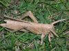 R__Lang_-_Locust_28729.JPG