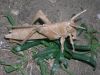 R__Lang_-_Locust_28829.JPG