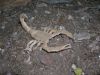 R__Lang_-_Scorpion_Varileg_28129.JPG