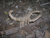 R__Lang_-_Scorpion_Varileg_28229.JPG