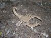 R__Lang_-_Scorpion_Varileg_28329.JPG