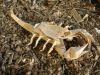 Nom du fichier=Scorpion_Lang_OITK_(5).JPG
Taille du fichier=99Ko
Dimensions : 640x480
Ajouté le : 17 Avril 2009 Scorpion_Lang_OITK_(5).JPG