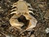 Nom du fichier=Scorpion_Lang_OITK_(6).JPG
Taille du fichier=91Ko
Dimensions : 640x480
Ajouté le : 17 Avril 2009 Scorpion_Lang_OITK_(6).JPG