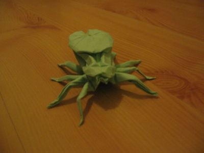 araignée
