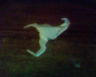 Scorpion
Voilà un scorpion sans patte sans tête enfin rien:p aussi simple que la cocote, aussi beau que... Enfin très bien je trouve pour un débutant. Ce pliage est l'un des premiers fais. :o. 
Mots-clés: scorpion rien facile origami