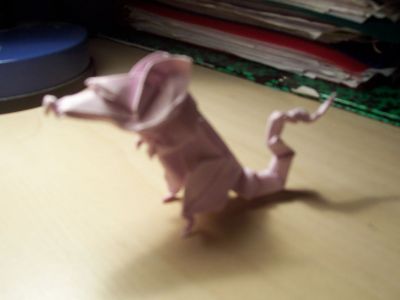 rat
