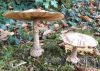 Nom du fichier=2984667D-AB6F-41D8-8388-0DE6240E49B4.jpeg
Taille du fichier=598Ko
Dimensions : 2048x1474
Ajouté le : 15 Octobre 2017 2984667D-AB6F-41D8-8388-0DE6240E49B4.jpeg