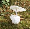 Nom du fichier=2FB954AA-AB5F-4446-90F3-9ACE5DB66C51.jpeg
Taille du fichier=1727Ko
Dimensions : 1919x1842
Ajouté le : 15 Octobre 2017 2FB954AA-AB5F-4446-90F3-9ACE5DB66C51.jpeg