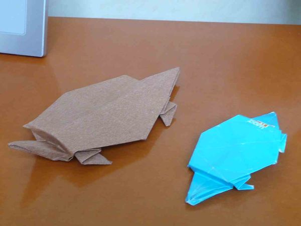 tortues plates
