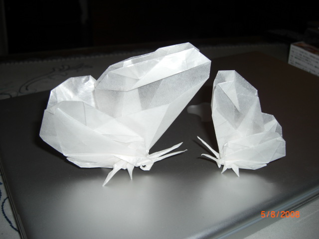 papillons 4
Mots-clés: papillon butterfly