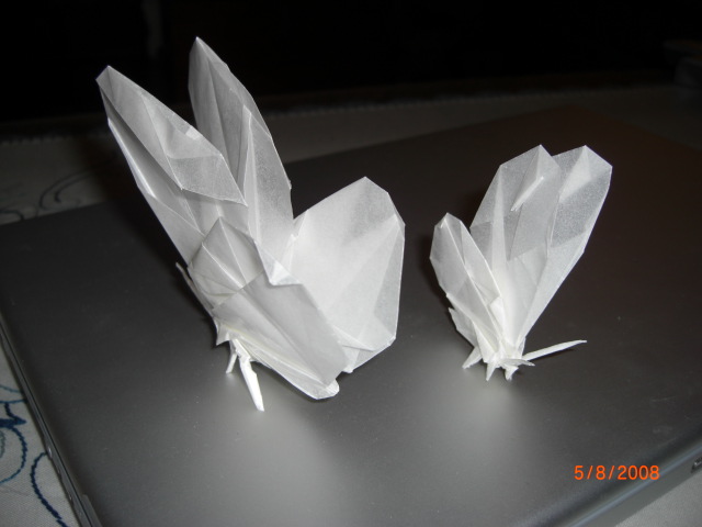 papillons 3
Mots-clés: papillon butterfly