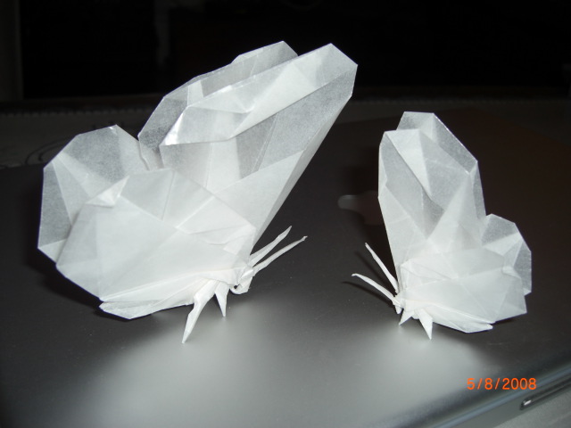papillons 2
Mots-clés: papillon butterfly