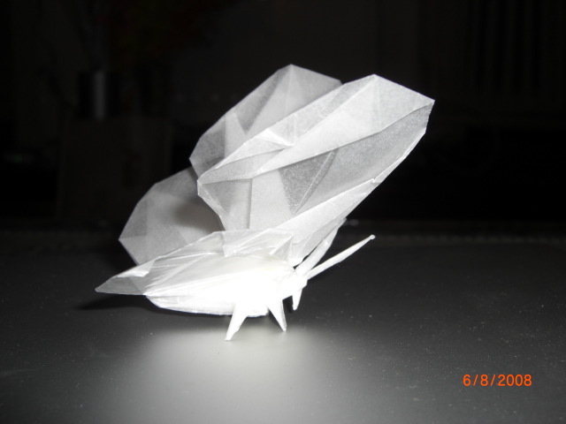 papillon
Mots-clés: papillon butterfly