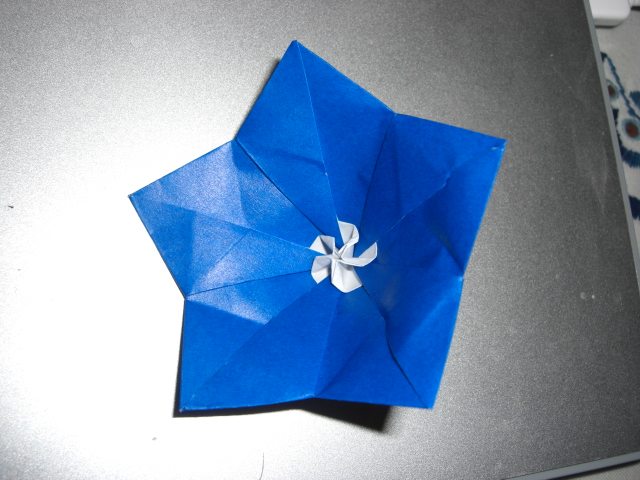 campanule 3
