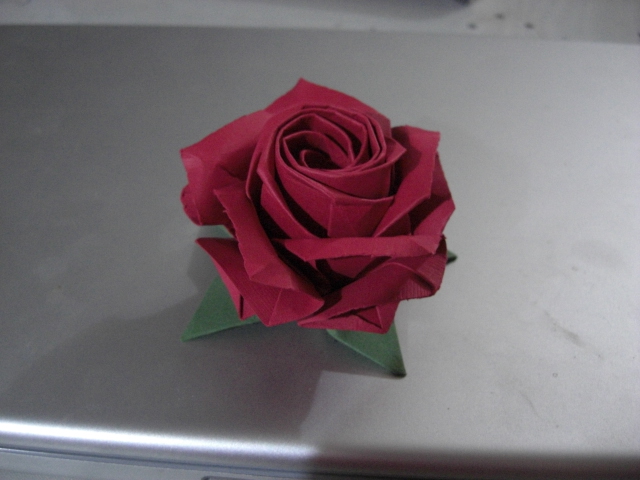 grande rose
