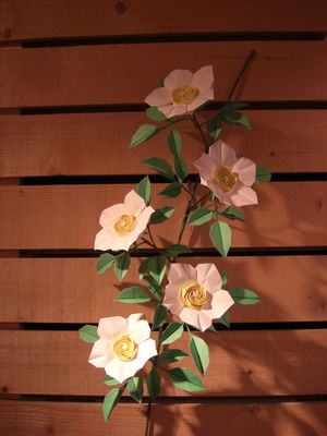 Naomiki Sato
Cherokee roses
