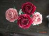 mini_rose_1.JPG