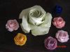 rose_de_grande_taille.JPG
