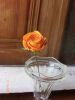 rose_du_jardin.JPG