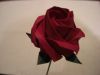 Nom du fichier=rose_ouverte.JPG
Taille du fichier=78Ko
Dimensions : 640x480
Ajouté le : 28 Mai 2008 rose_ouverte.JPG