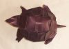 Nom du fichier=myturtle2.jpg
Taille du fichier=66Ko
Dimensions : 800x571
Ajouté le : 07 Juin 2008 myturtle2.jpg