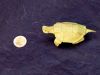tortue4.JPG