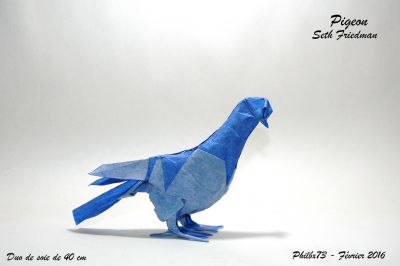 Pigeon de Seth Friedman
