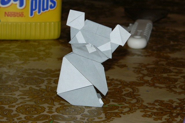 koala
