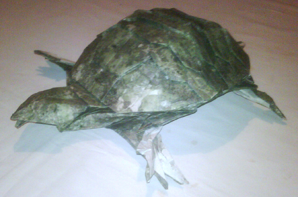 Tortue de terre
