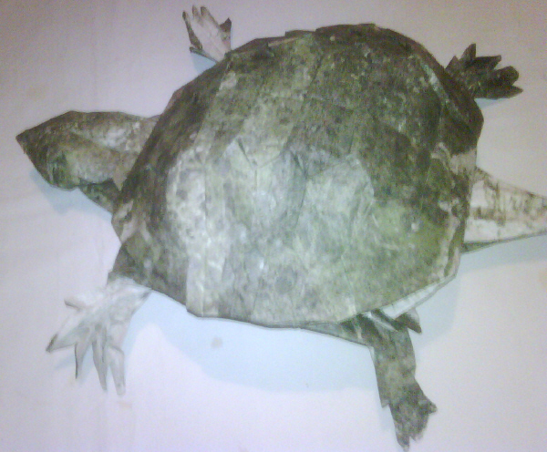 Tortue de terre
