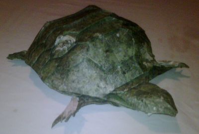 Tortue de terre
