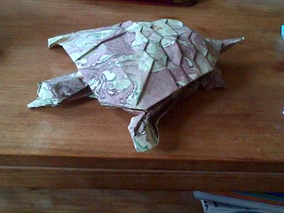 tortue lyre
