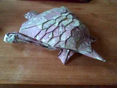 tortue lyre
vue arrière
