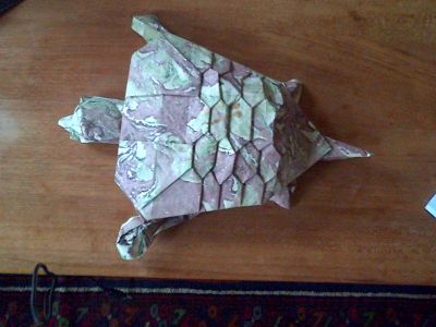 tortue lyre
papier reliure 50x50
