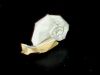 escargot-blanc.jpg