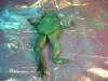 Tree_Frog_3_6_de_Petr_Stuchly-arriere.png
