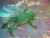 Nom du fichier=Tree_Frog_3__6_de_Petr_Stuchly-cote.png
Taille du fichier=1131Ko
Dimensions : 800x600
Ajouté le : 09 Août 2010 Tree_Frog_3__6_de_Petr_Stuchly-cote.png